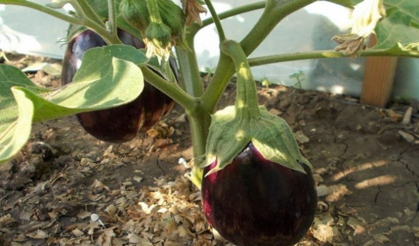 Баклажан Чорний красень