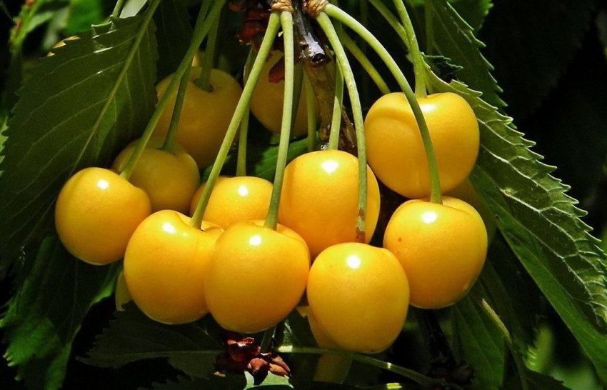 Черешня Янтарна