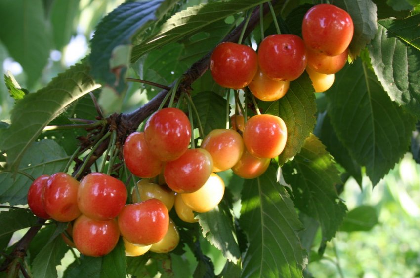 Черешня Франц Йосиф