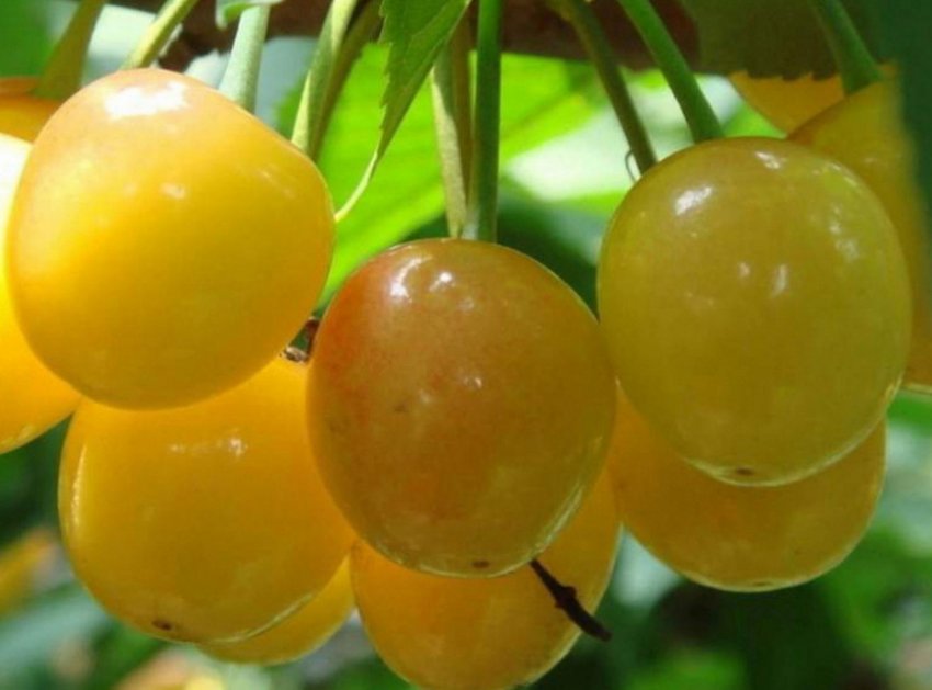 Черешня Бігарро жовта