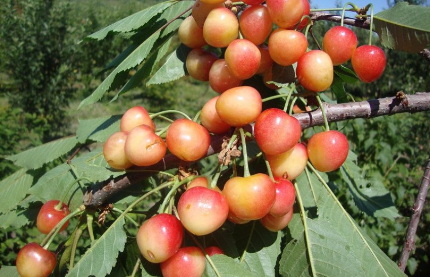 Сорта черешни франц иосиф. Сорт франц иосиф. Черешня фатеж , франц иосиф. Черешня дончанка. Черешня иосиф.