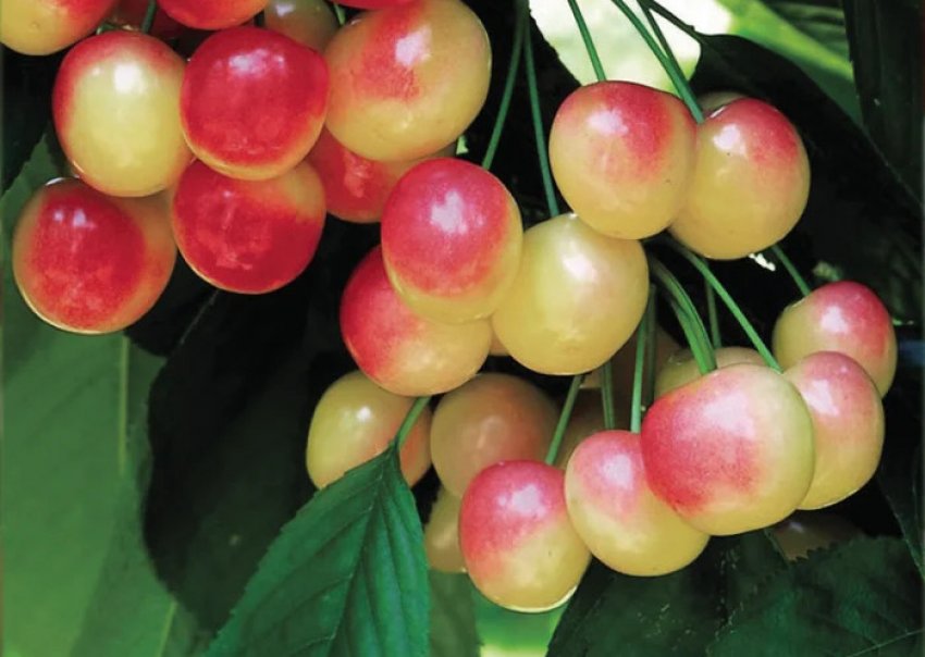 Черешня Апетитна