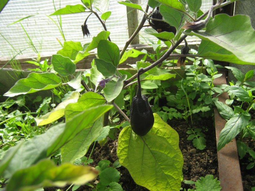 Баклажан Робін Гуд