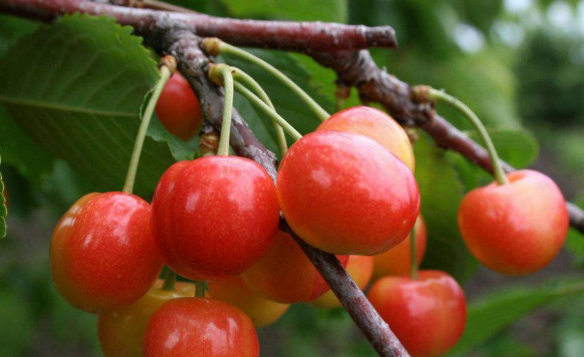 Черешня Аеліта