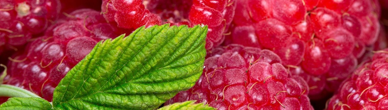 Учасники конференції спробують врятувати ціни на малину