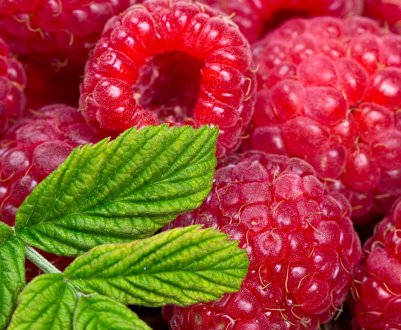 Учасники конференції спробують врятувати ціни на малину