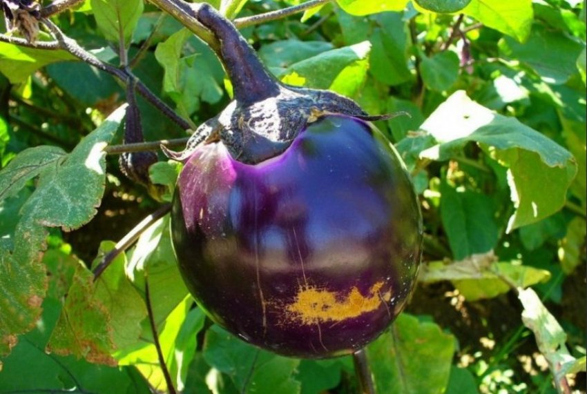 Баклажан сорти Санчо Панса