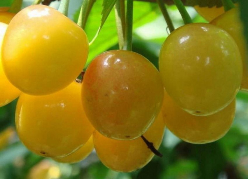 Черешня Ленінградська жовта