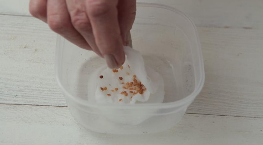 Замочування і пророщування насіння баклажана