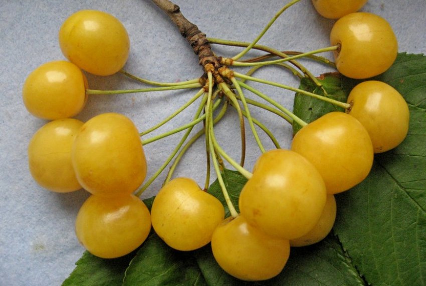 Черешня сора Жовточок