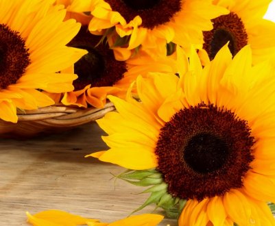 Аграрії Одеської області отримали перші сходи соняшнику