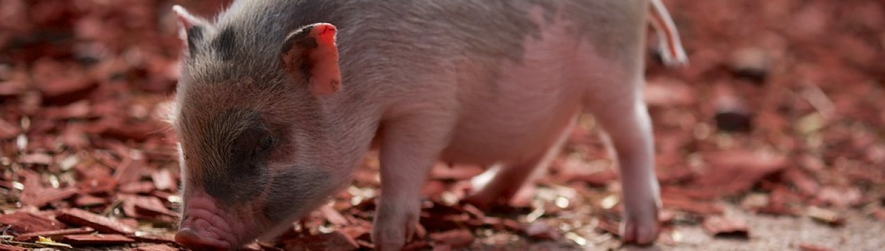 Ціни на живець свині в Україні почали зростати