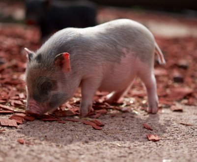 Ціни на живець свині в Україні почали зростати