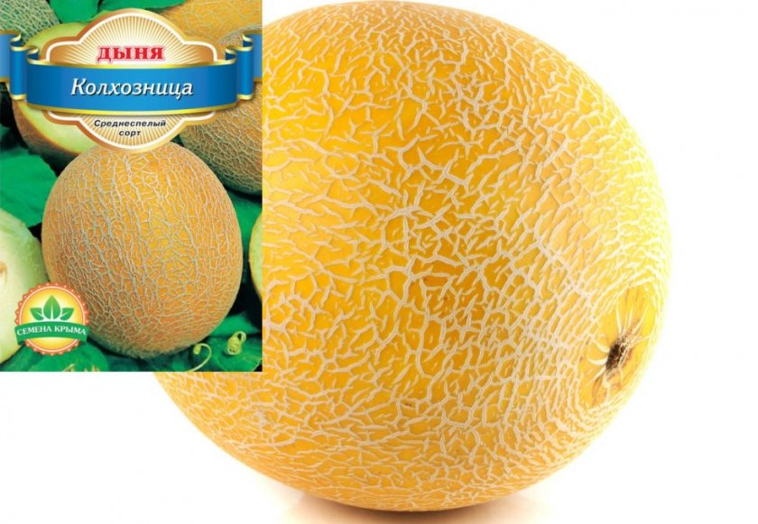 Дыня сорта Колхозница