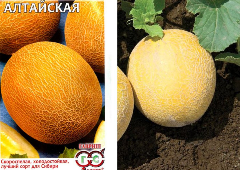 Дыня сорта Алтайская