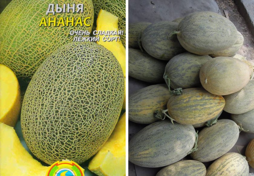Дыня сорта Ананас