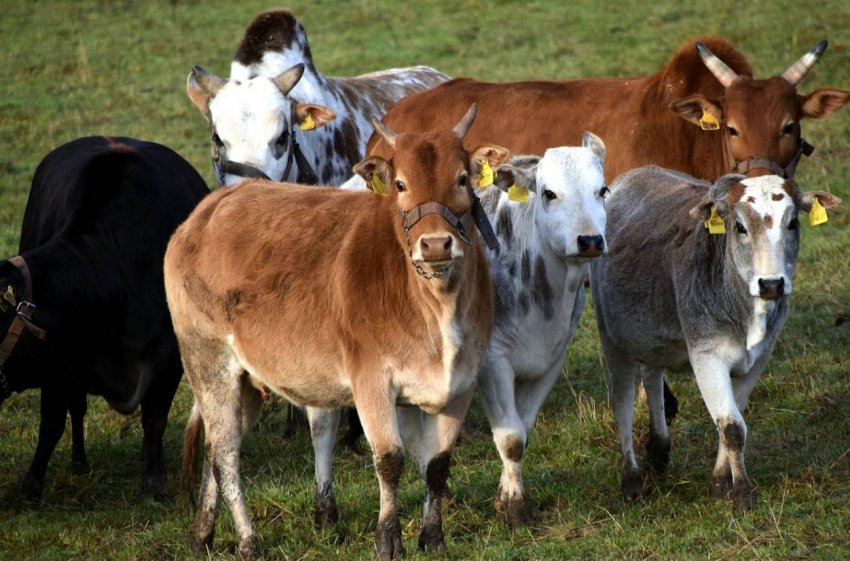 Башкирські фермери вирушили в «Хогвартс» для скотарів Башкирські фермери вирушили в «Хогвартс» для скотарів