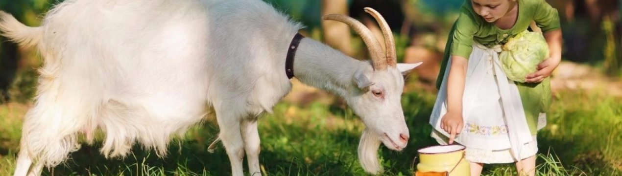 Користь і шкода козячого молока для організму чоловіків, жінок і дітей