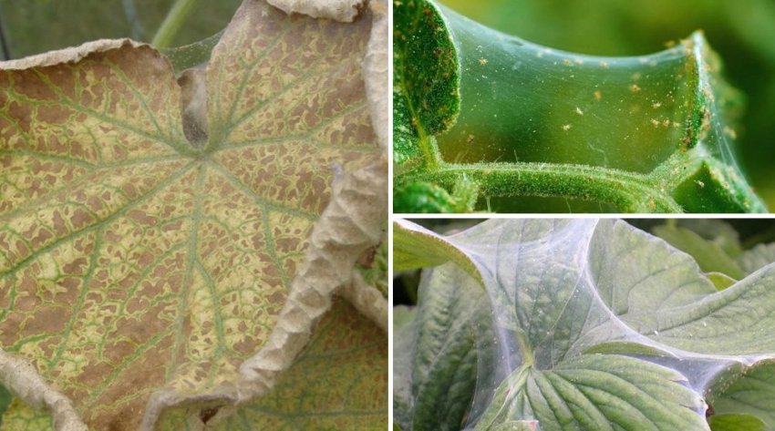 Павутинний кліщ Павутинний кліщ