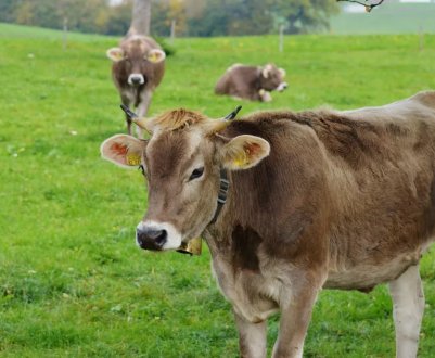 Бруцельоз корів «законсервував» Астраханську область в карантинних умовах