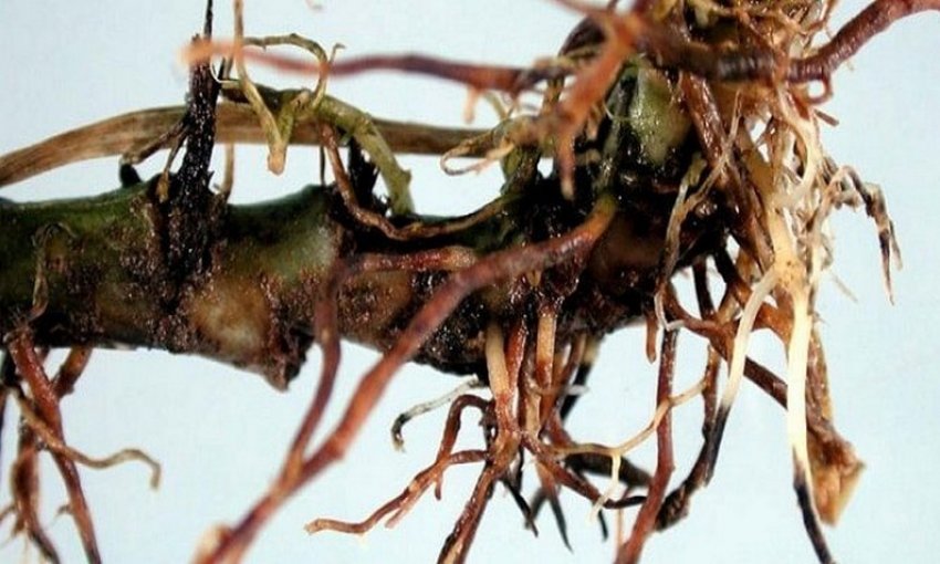 Коренева гниль Коренева гниль