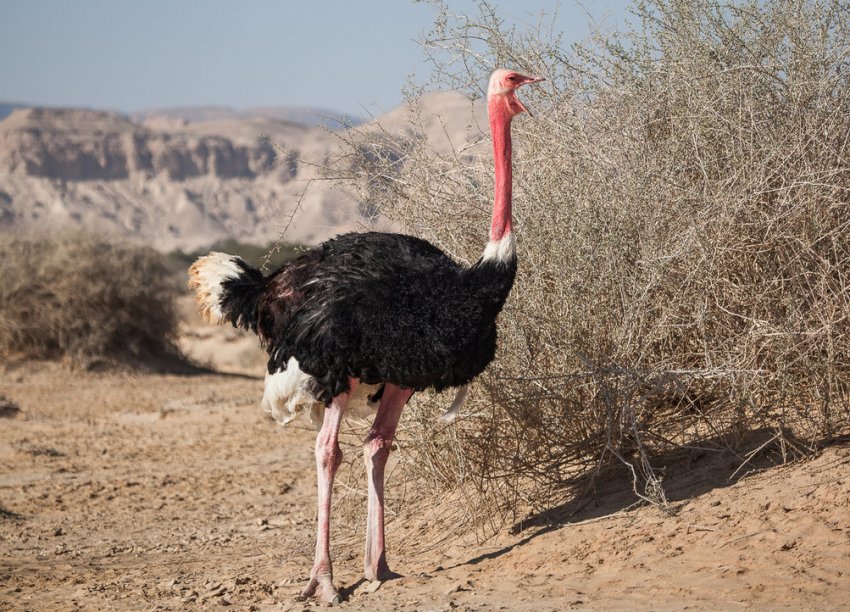 Як на Кубі намагаються вирішити продовольчу проблему Як на Кубі намагаються вирішити продовольчу проблему