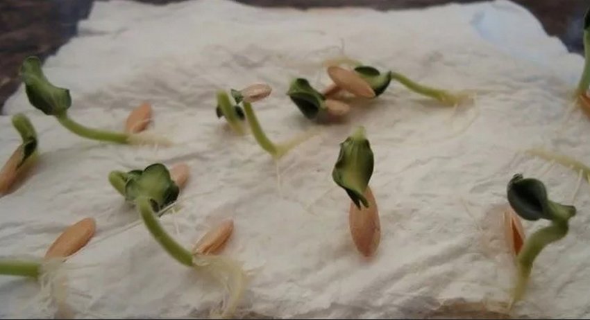 Проростання насіння дині Проростання насіння дині