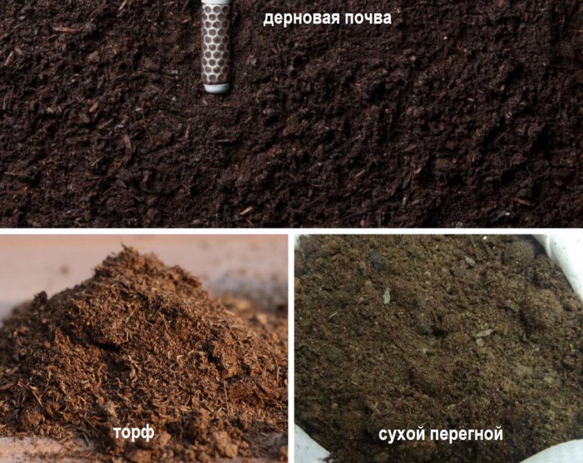 Грунт для посадки дыни Грунт для посадки дыни