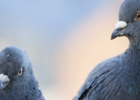 Сальмонельоз у голубів: симптоми, лікування та профілактика хвороби