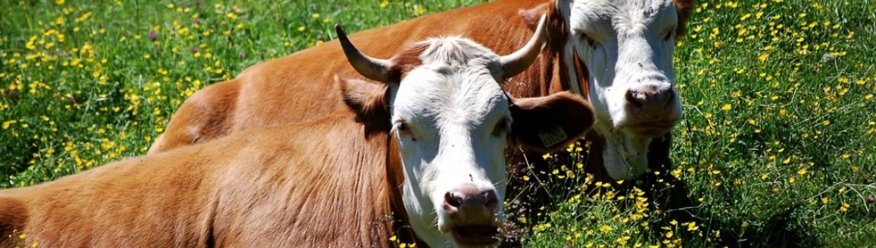 Суд відхилив скарги баварської пари на шум коров'ячого дзвоника