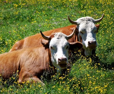 Суд відхилив скарги баварської пари на шум коров'ячого дзвоника