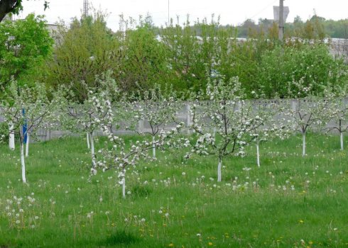 На якій відстані необхідно садити яблуні?