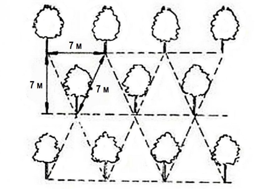 Шахматная схема посадки яблонь