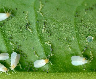 Боротьба з білокрилка на полуниці