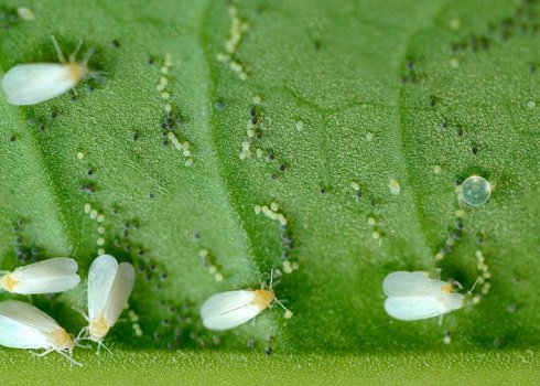 Боротьба з білокрилка на полуниці