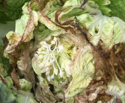 Особливості боротьби з бактеріозом капусти