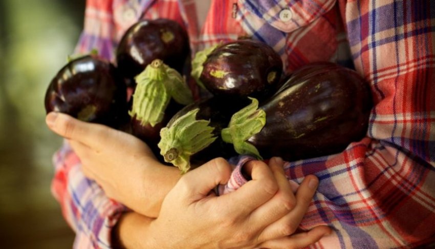Збір врожаю баклажанів у теплиці