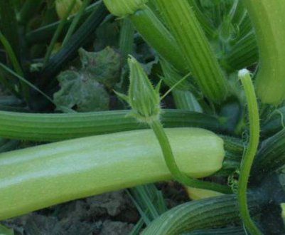 Сорт кабачка Арал F1: опис і методи вирощування