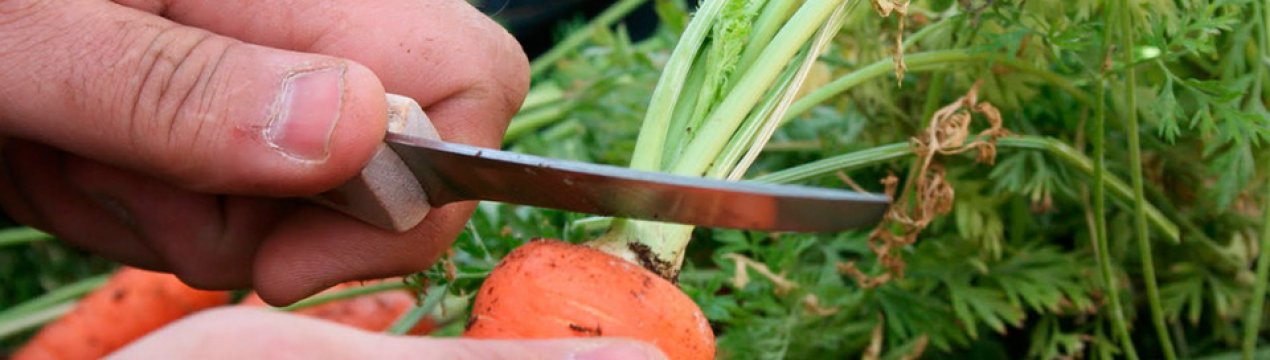 Особенности обрезки морковной ботвы