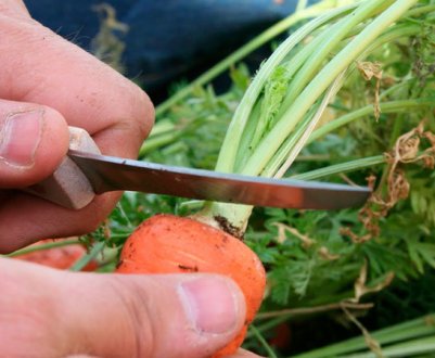 Особливості обрізки морквяної бадилля