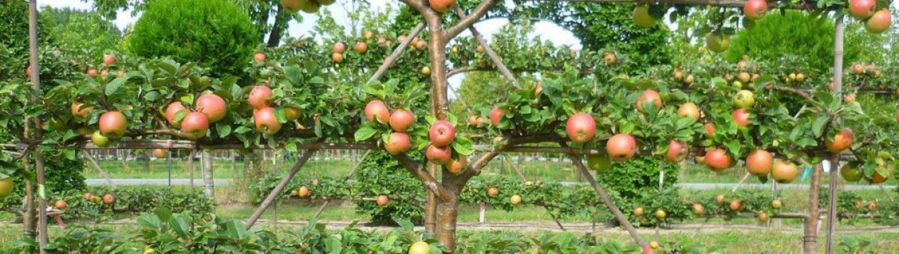 Особенности выращивания шпалерных яблонь
