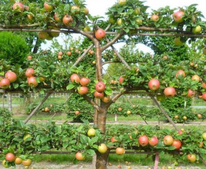 Особливості вирощування яблунь шпалерних