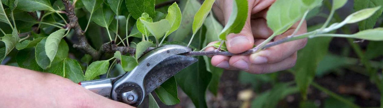 Як обрізати колоновидную яблуню восени