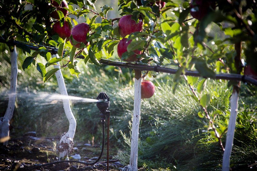 Хороший сорт осенних яблонь: посадка и уход