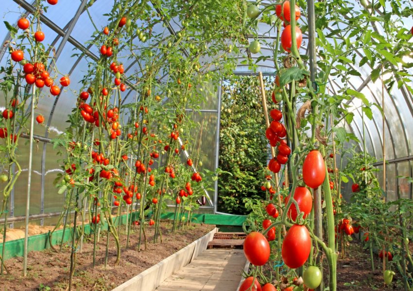 Выращивание томатов в теплице