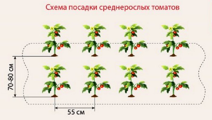 Схема посадки томатов в теплице расстояние между рядами и в ряду фото и описание