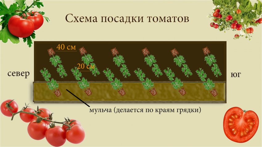 Шахматная посадка томатов в теплице