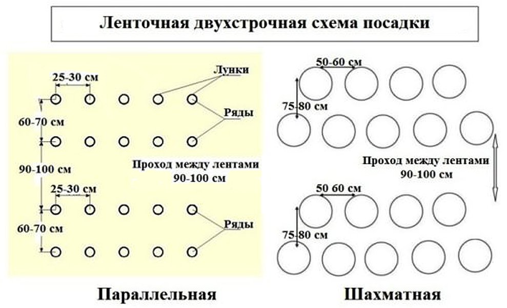 Томат красная шапочка схема посадки