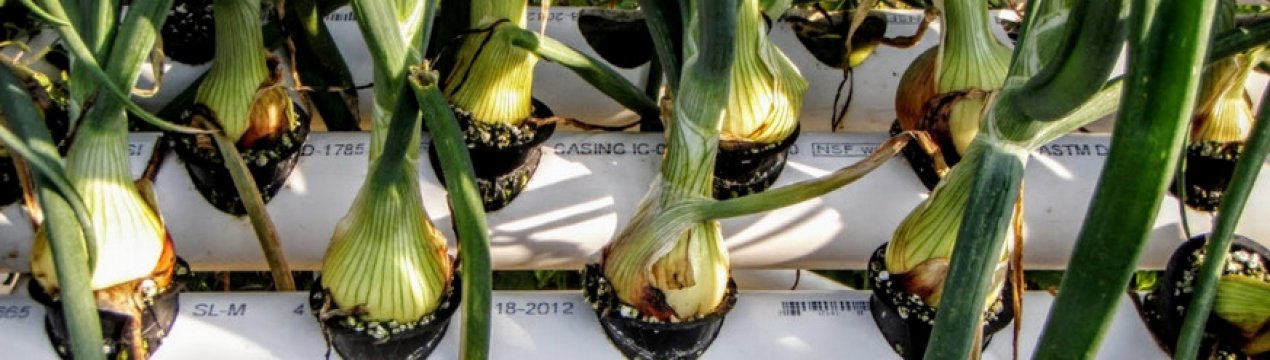 Вирощування цибулі на гідропоніці в домашніх умовах