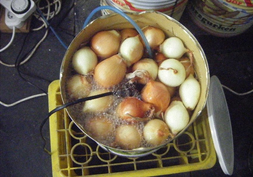 Барботирование цибулі Барботирование цибулі